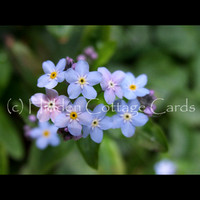 Forget-Me-Not.JPG
