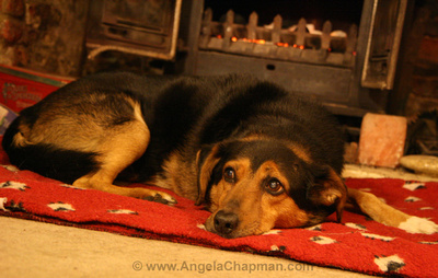 Jasper in front of the fire