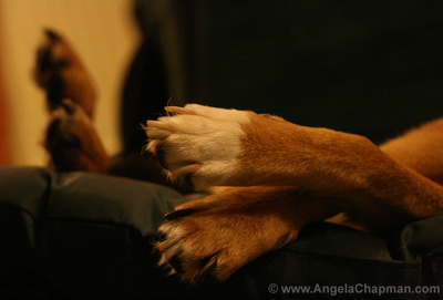 Jasper paws