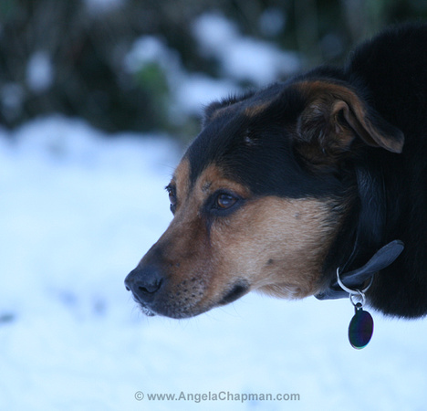 AC Dogs & Snow 7 January 2010 006.jpg