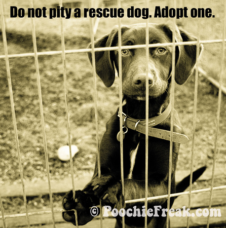 Do not pity a rescue dog