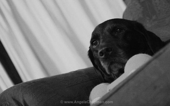 AC Dogs 18 January 2010 044.jpg