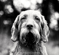 Dog Portraits - General
