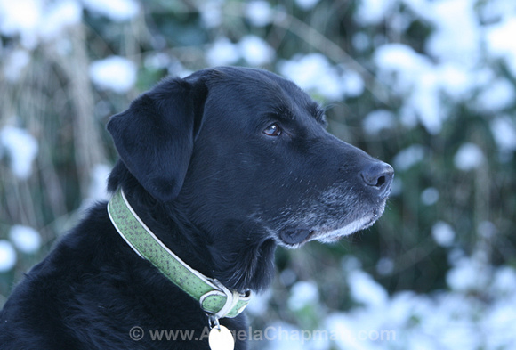 AC Dogs & Snow 7 January 2010 014.jpg