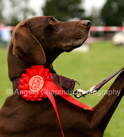 Charity Dog Shows